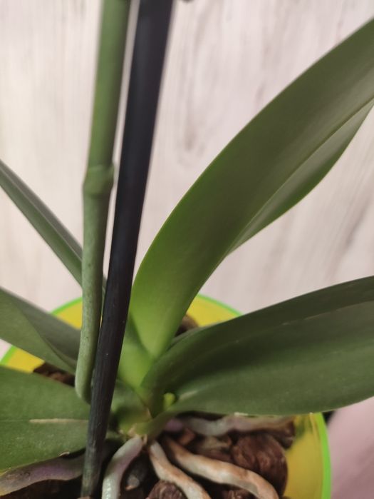 Продам орхидею попугай