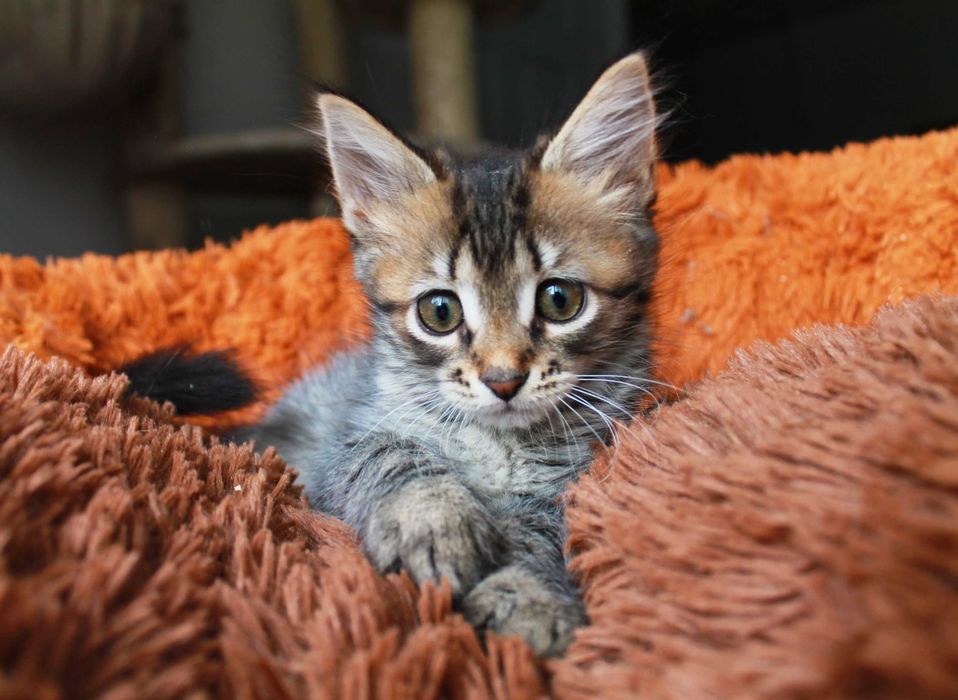 Маленька смугаста киця Тигруля чекає на тебе! Кошеня 3м (котенок)