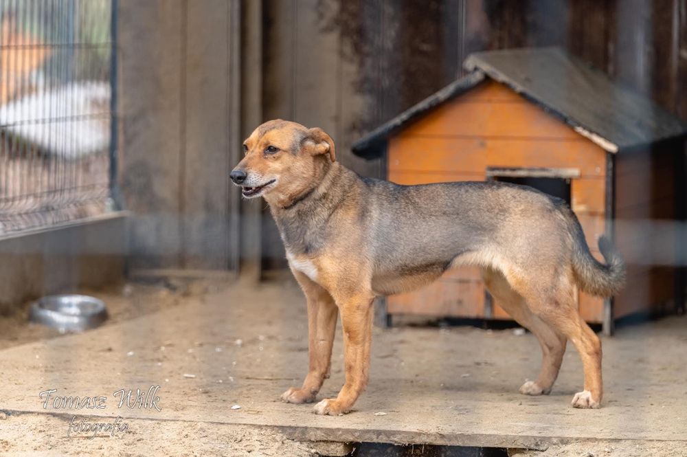 Klea już 6 lat ogląda schroniskowe ściany. Dajmy tej suni kochający dom