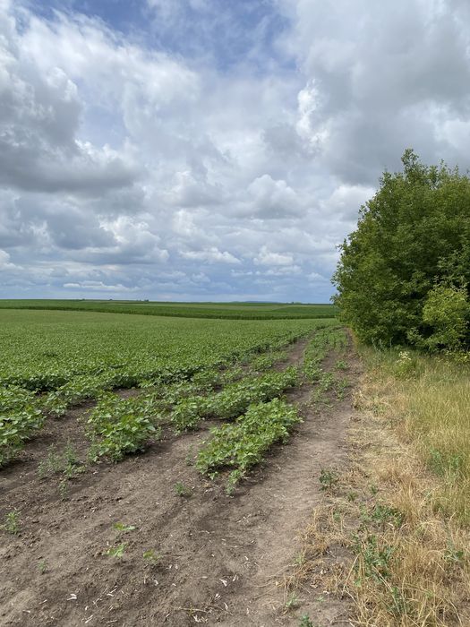 Продам земельну ділянку Обарів