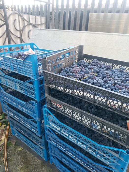 Виноград на вино, соки