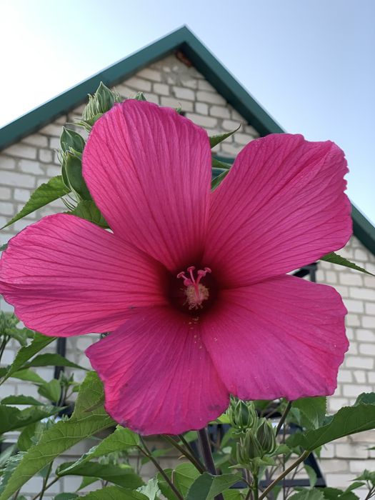 Гібіскус трав'янистий, болотный (Замовите мікс 5 - шостий безкоштовно)