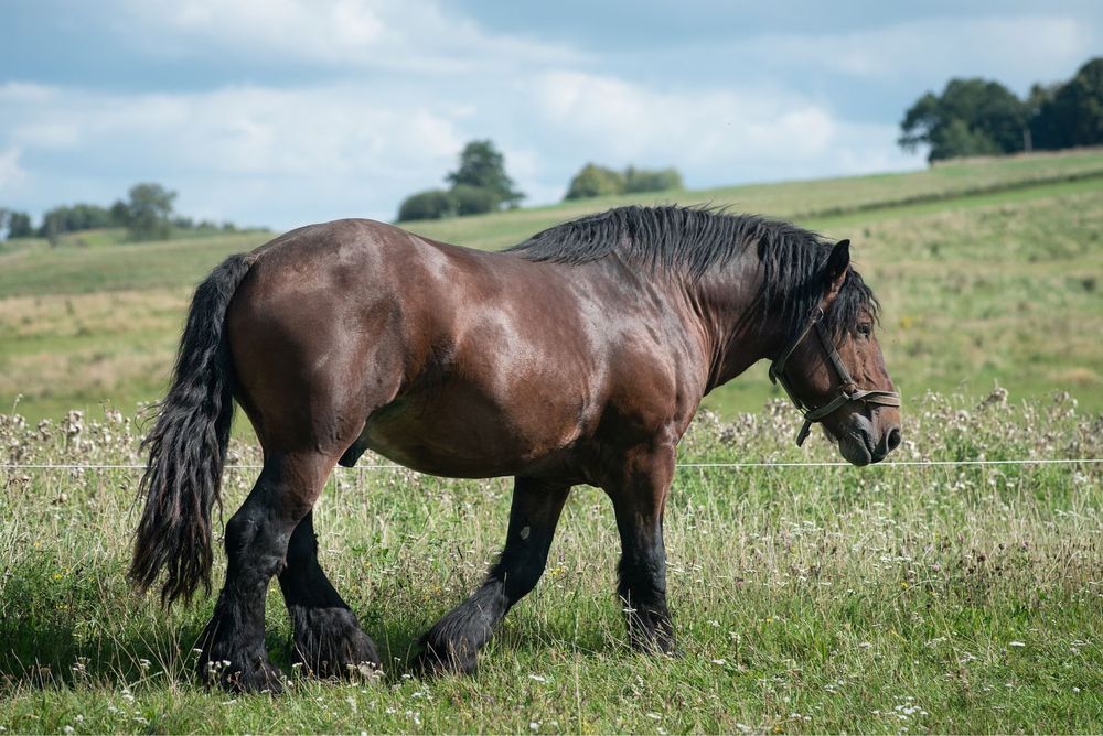 Sprzedam ogiera rasy Arden Polski