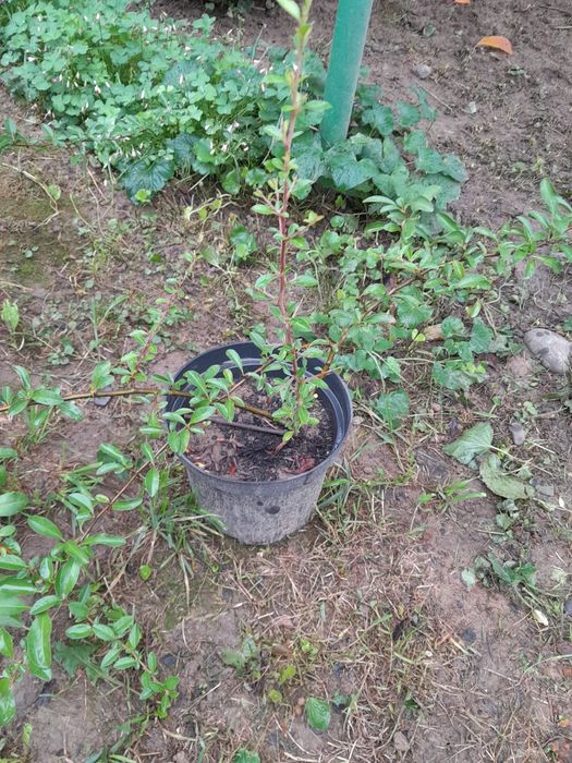 Піраканта жовта продам