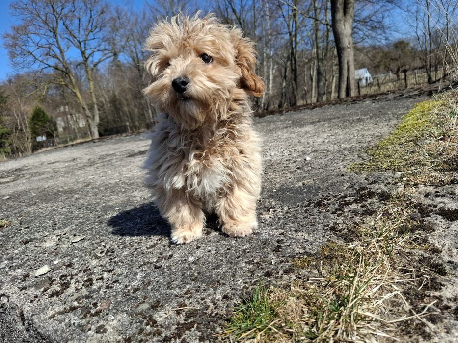 maltipoo szczeniak piesek