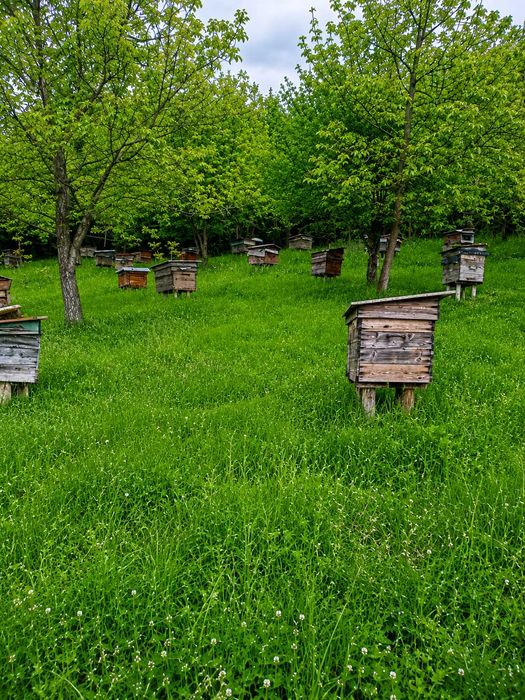 Продам бджолопакети