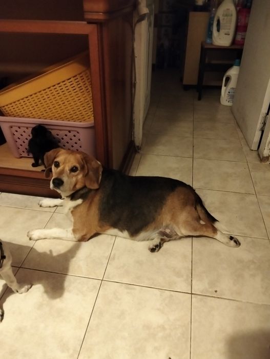 Cão com seis anos para adopção