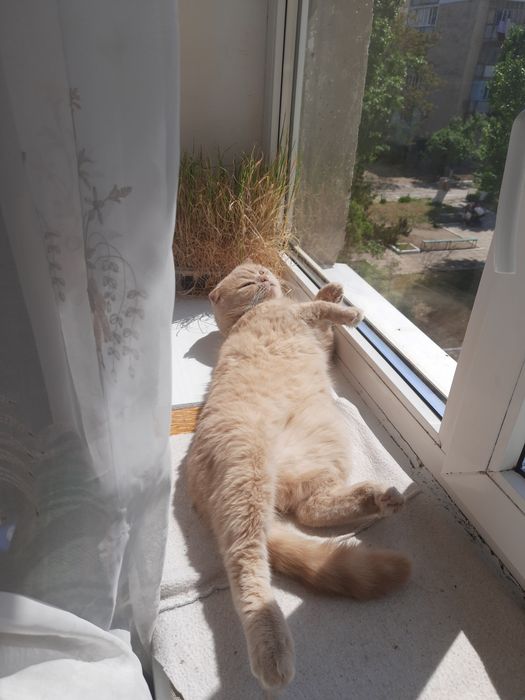 Вязка. Скоттиш фолд ищет невесту прямоухую кошку (Скоттиш страйт
