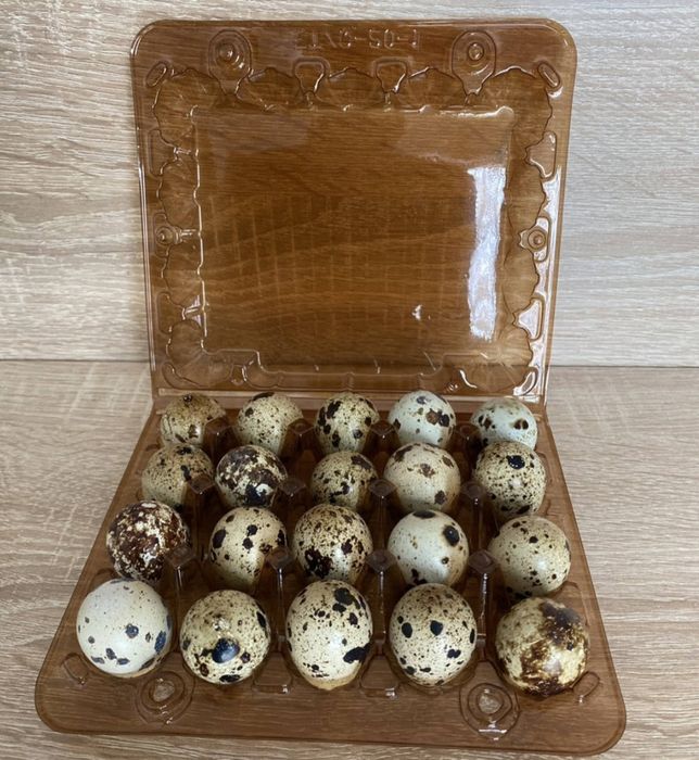 Інкубаційне яйце техаських перепелів