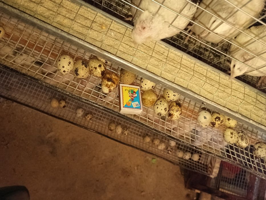 Інкубаційне яйцо Техасець білий