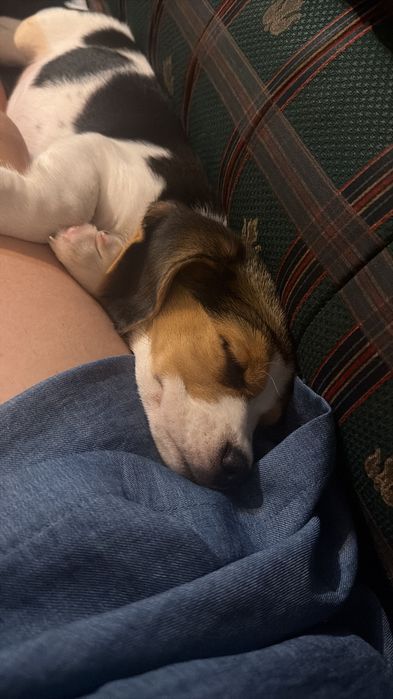 Beagle fêmea 2 meses