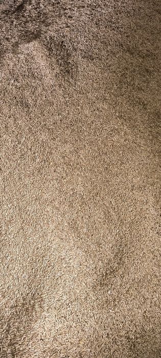 Owies jary oraz ozimy