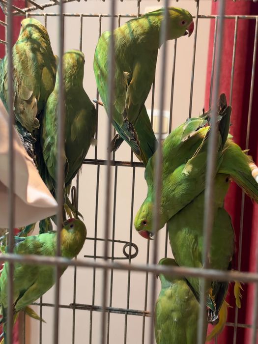 Ring Necks Verdes