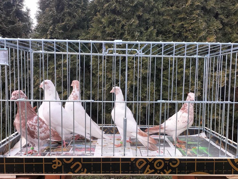 Budapeszty Samce Samice