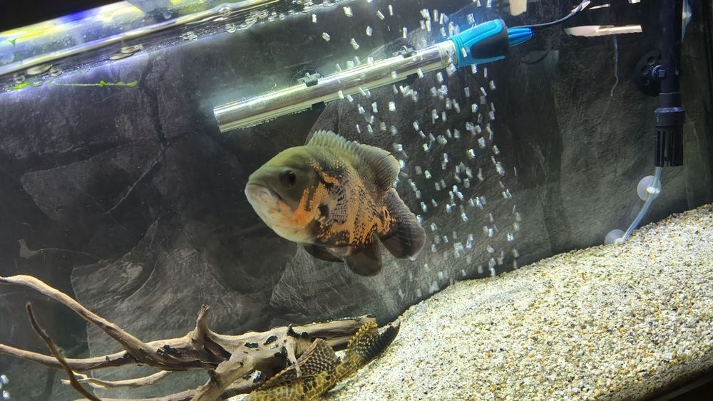 Oscar tigre com mais ou menos 20 centímetros e pelco grande