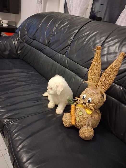 Bichon Frise piesek