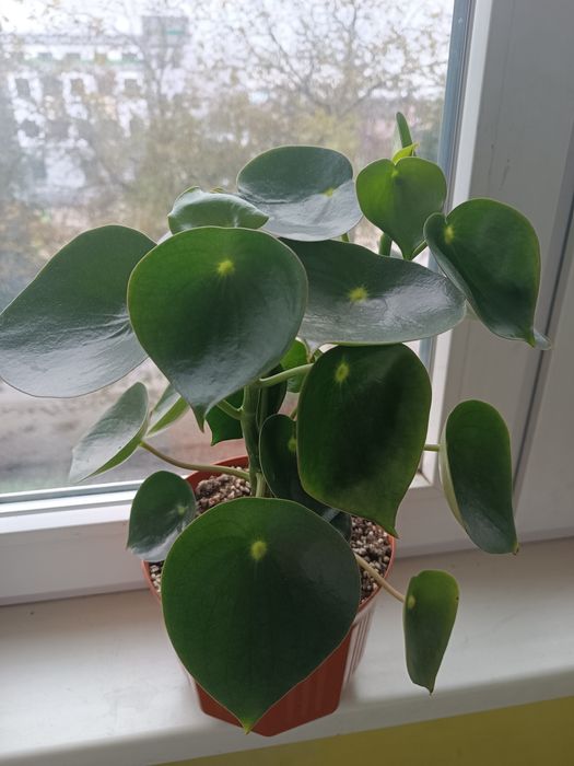 Продам Пілею пеперомієвидну