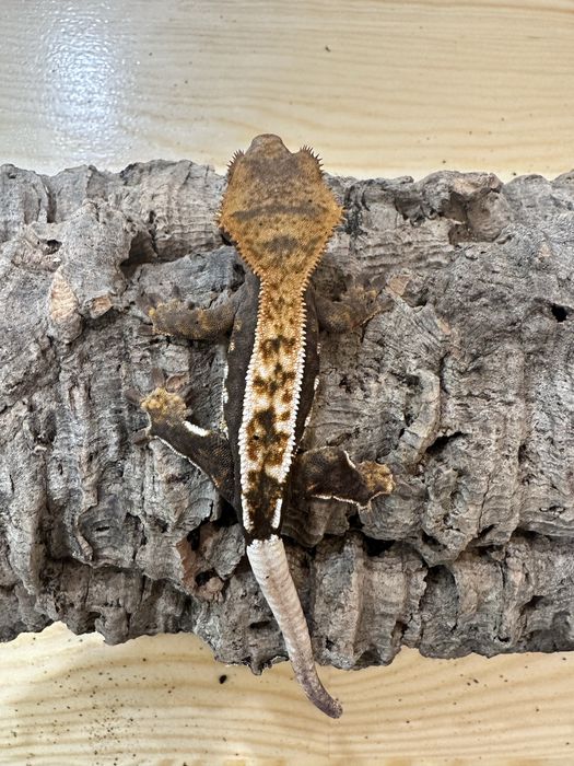 Gekon Orzęsiony PROMOCJA!