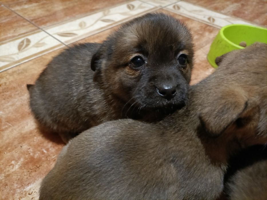 Oddam za darmo pieski