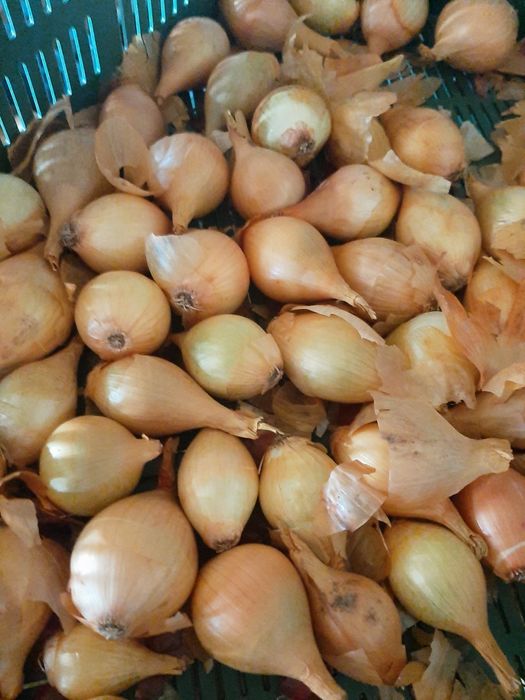 Cebula biała ekologiczna