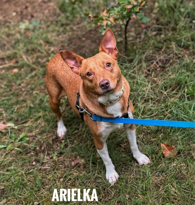 1,5 roczna suczka Arielka do adopcji