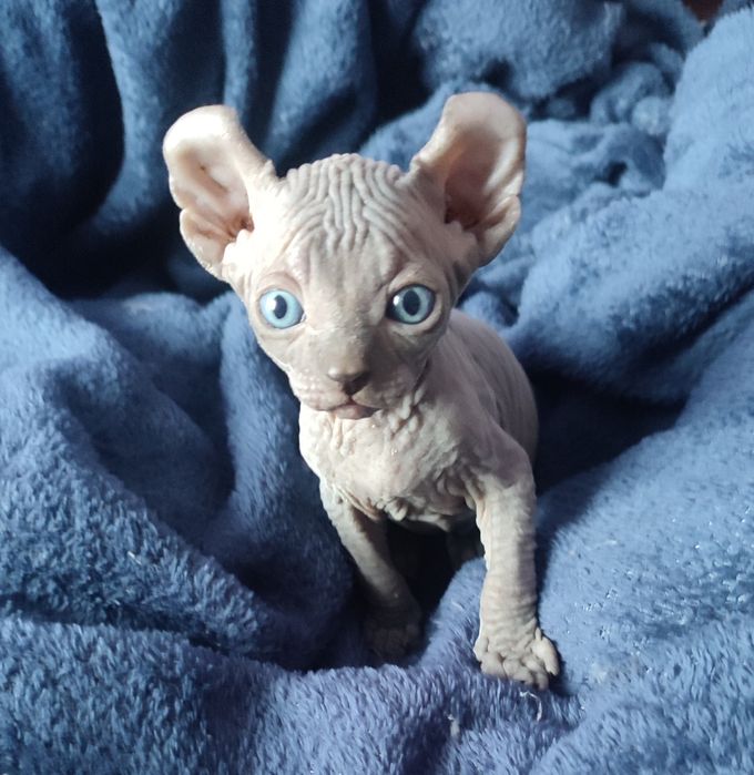 Продам котят канадский сфинкс