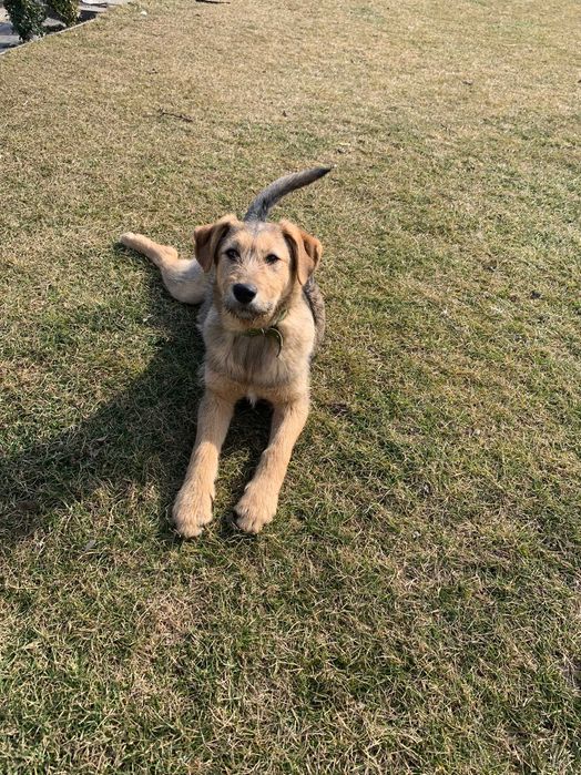 Мальчики, 1 год. Ищут доброго хозяина.