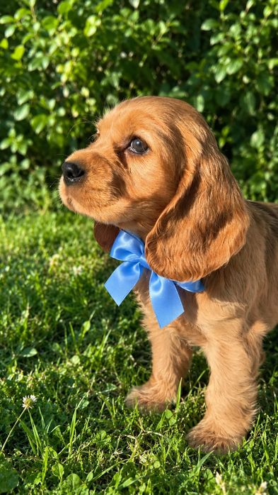 Cocker spaniel angielski