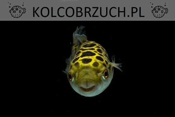 Kolcobrzuch zielony - Tetraodon nigroviridis - Nadymka - dowóz wysyłka
