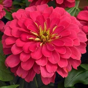 Цинія махрові квіти