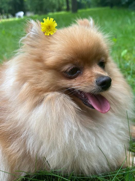 Продається дівчинка померанського шпіца