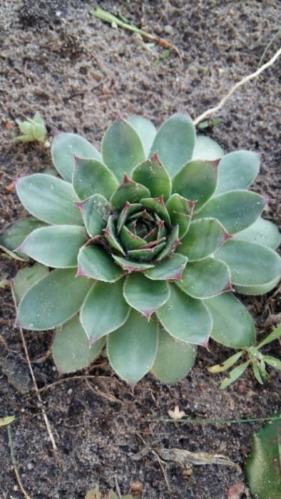 Rojnik leczniczy działa jak aloes, sadzonki