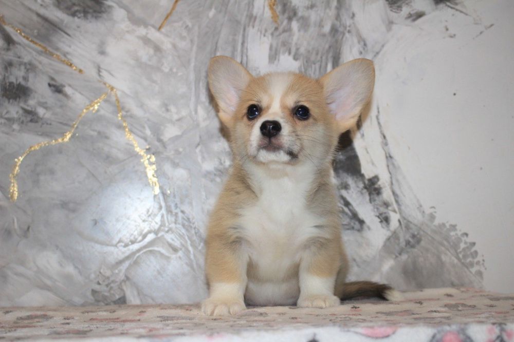 Дівчата та хлопчики породи Коргі.