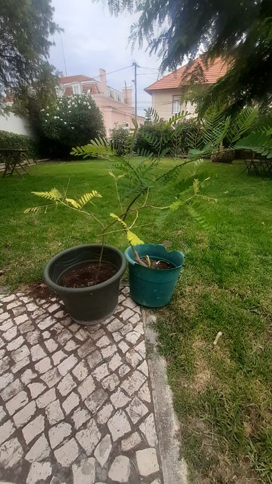 Tipuanas arvores com 2 ou mais anos