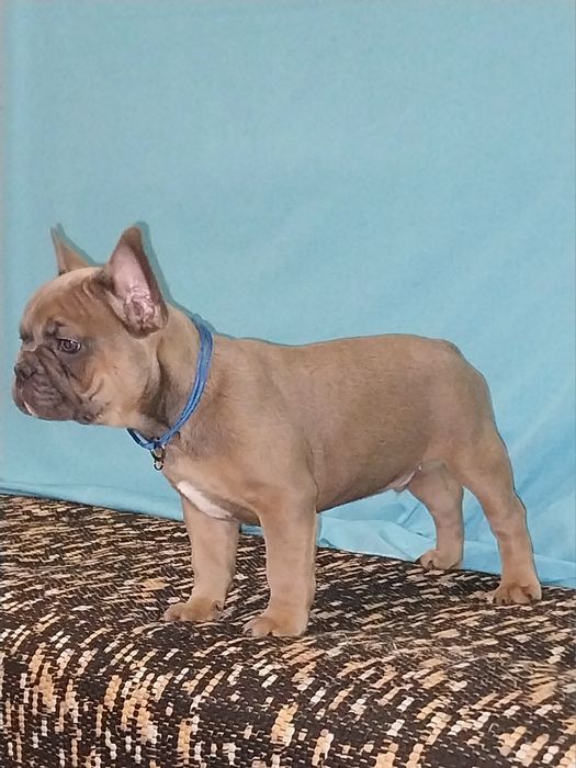 Французські  діти