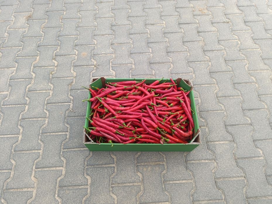 Papryka Chilli 10 kilogramów