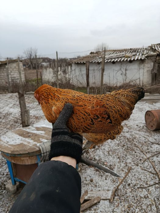 Бентамочки декоративные инкубационные яйца