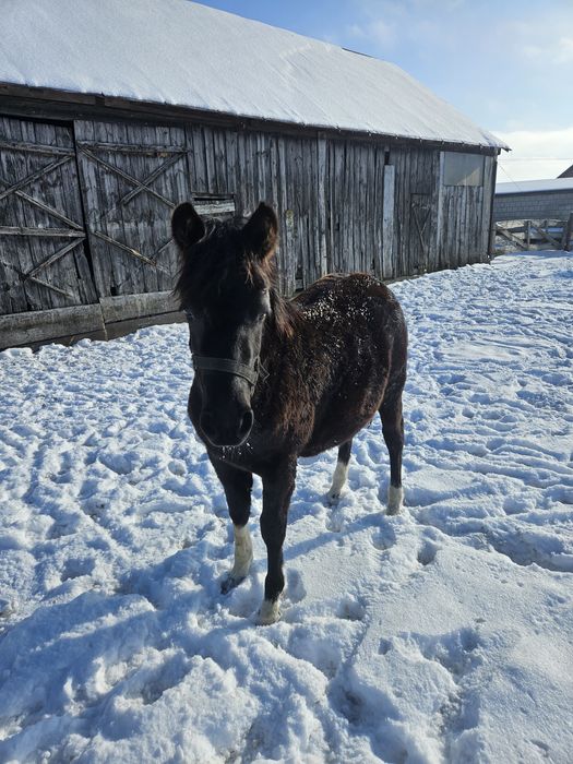 Koń, kuc, kucyk, hucuł