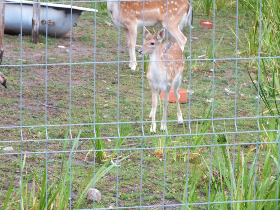 Daniele   3 łanie (zakocone) i 1 byk