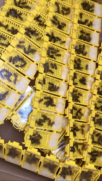 Матка "Карпатка" Карніка"