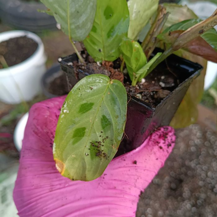 maranta zestaw 2 odmian