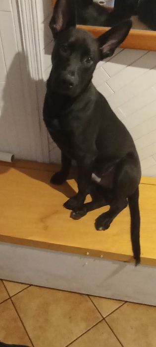 Oddam 7 miesięcznego psa ZA DARMO