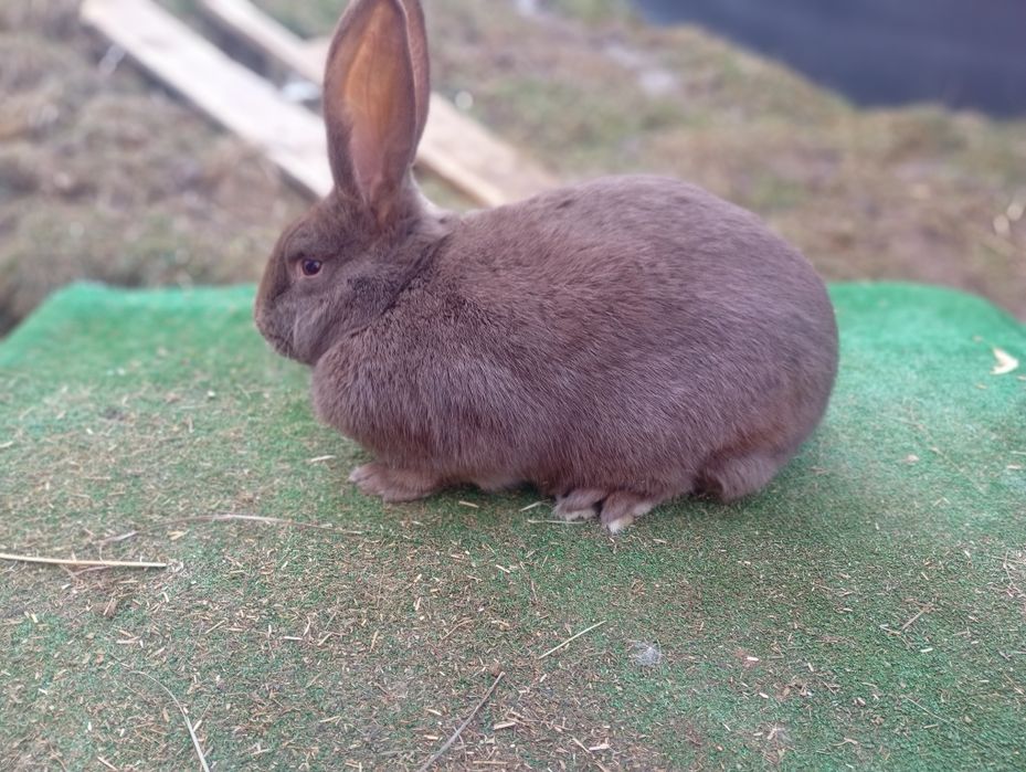 Witam sprzedam króliki osh