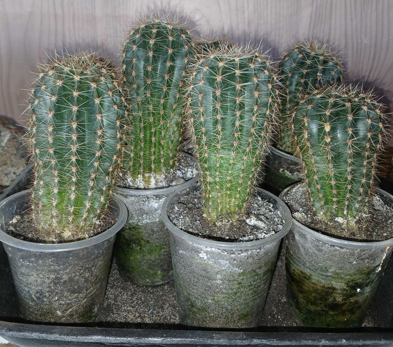 Кактус молодой .