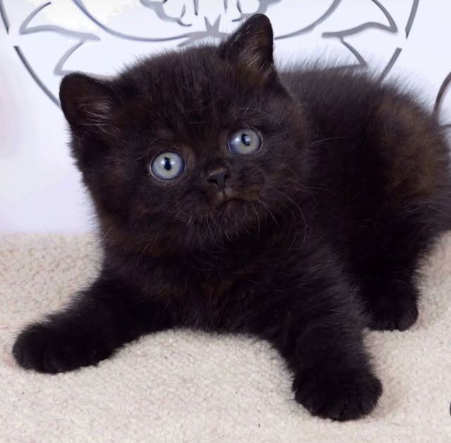 Мальчик в красивом окрасе