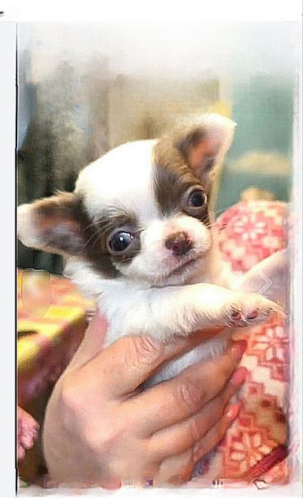 Мальчик Голубые глазки тип_Кобби!.