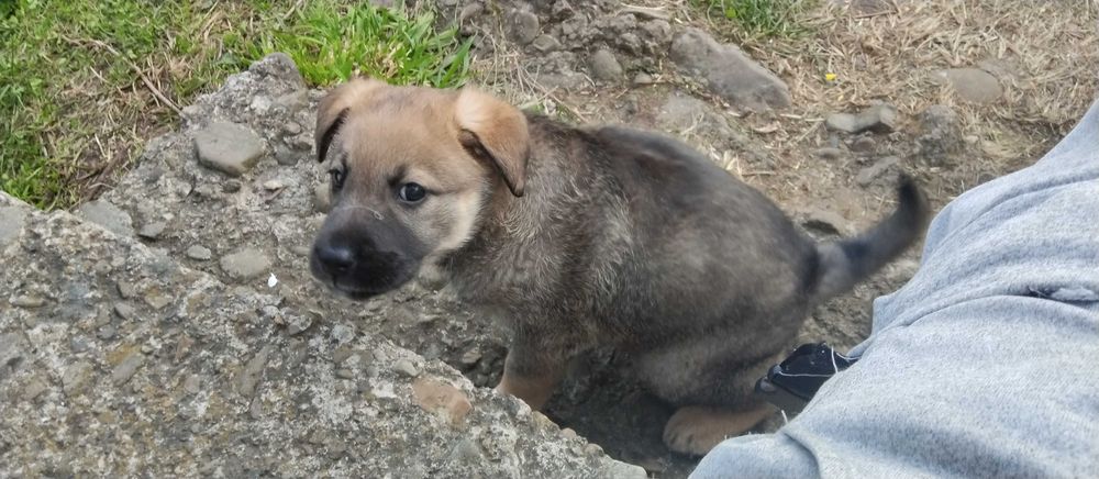 Продається собака зонарна вівчарка німецька