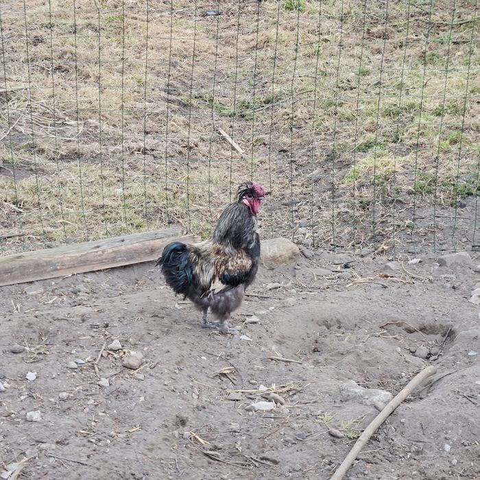 Kogut Silka zeszłoroczny