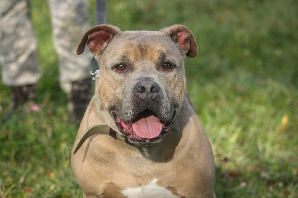 Bilon w typie TTB szuka aktywnego opiekuna