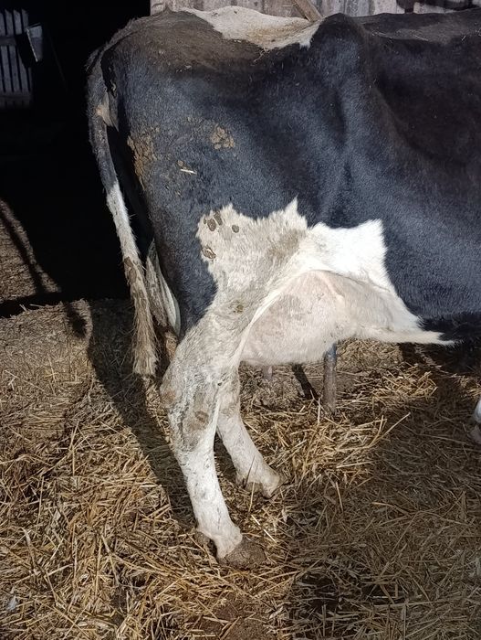 Sprzedam krowy mleczne